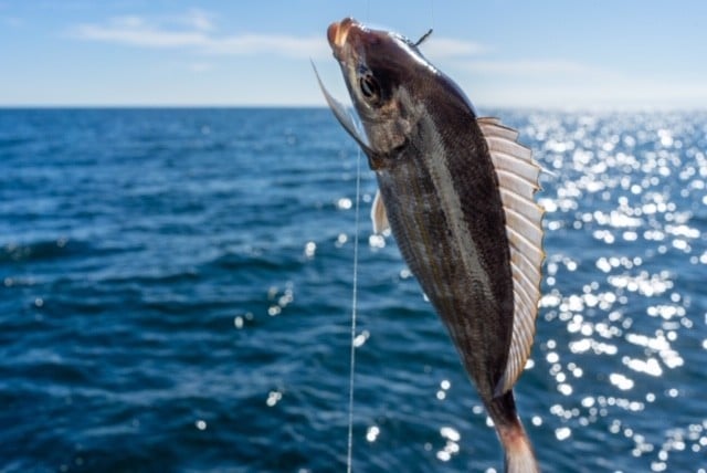 Fishing trip Estepona